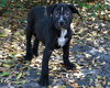 Shamrock the Family loving Lab Mix