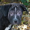 Shamrock the Family loving Lab Mix