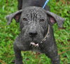Shamrock the Family loving Lab Mix