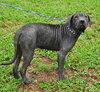 Shamrock the Family loving Lab Mix