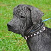 Shamrock the Family loving Lab Mix