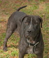 Shamrock the Family loving Lab Mix