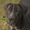 Shamrock the Family loving Lab Mix