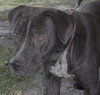Shamrock the Family loving Lab Mix
