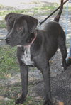 Shamrock the Family loving Lab Mix