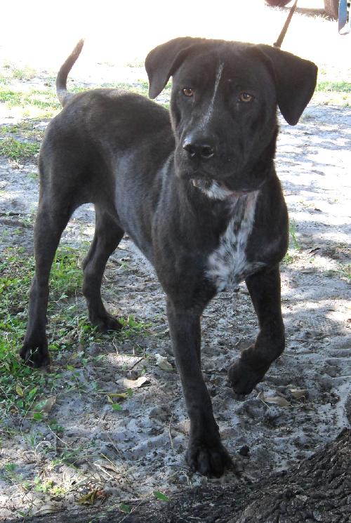 Shamrock the Family loving Lab Mix