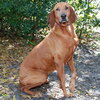 Jasper the Redbone Coonhound