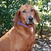 Jasper the Redbone Coonhound