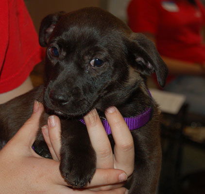 Ojai the Dachshund Puppy