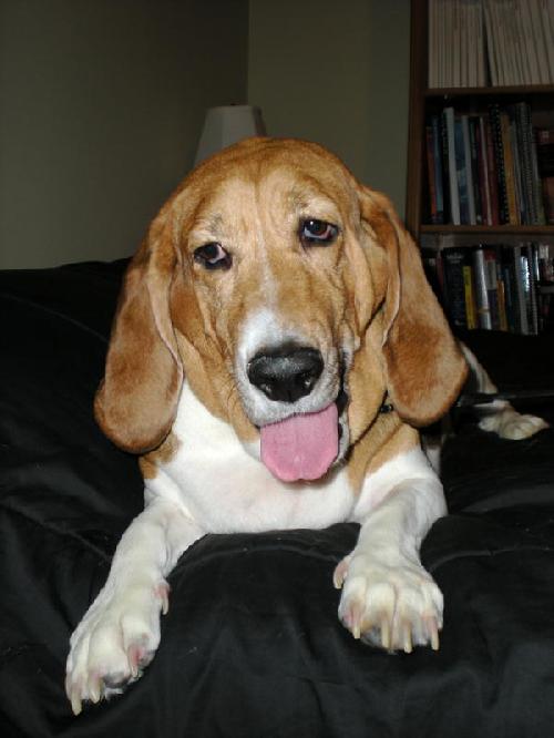 Riley the Bassett Hound