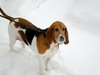 Riley the Bassett Hound