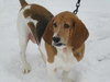 Riley the Bassett Hound