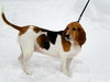 Riley the Bassett Hound