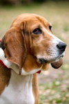 Riley the Bassett Hound