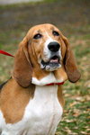 Riley the Bassett Hound