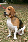 Riley the Bassett Hound