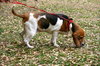 Riley the Bassett Hound