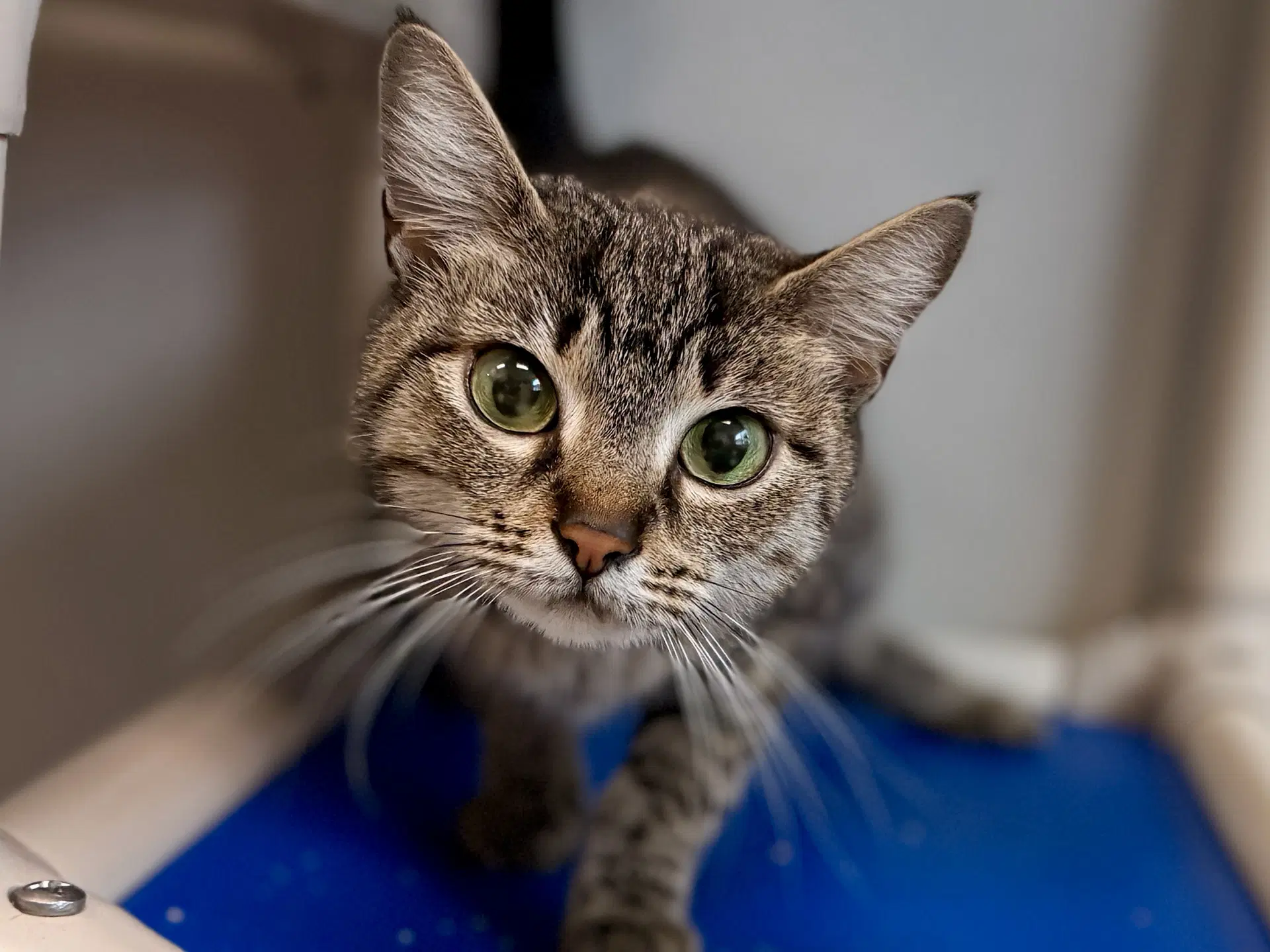 Regina - Domestic Short Hair