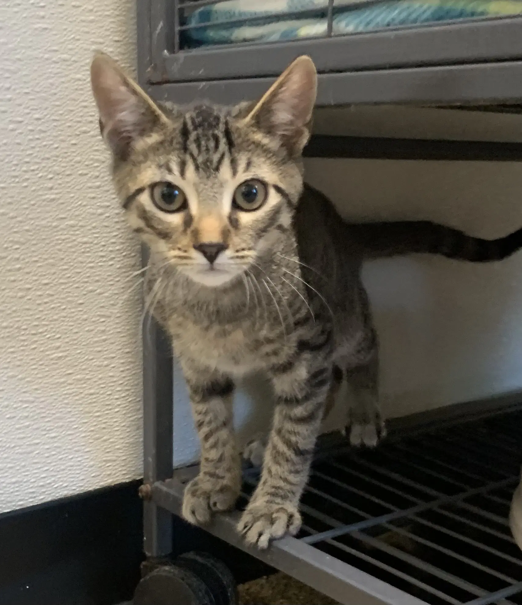 Aaron - Domestic Short Hair
