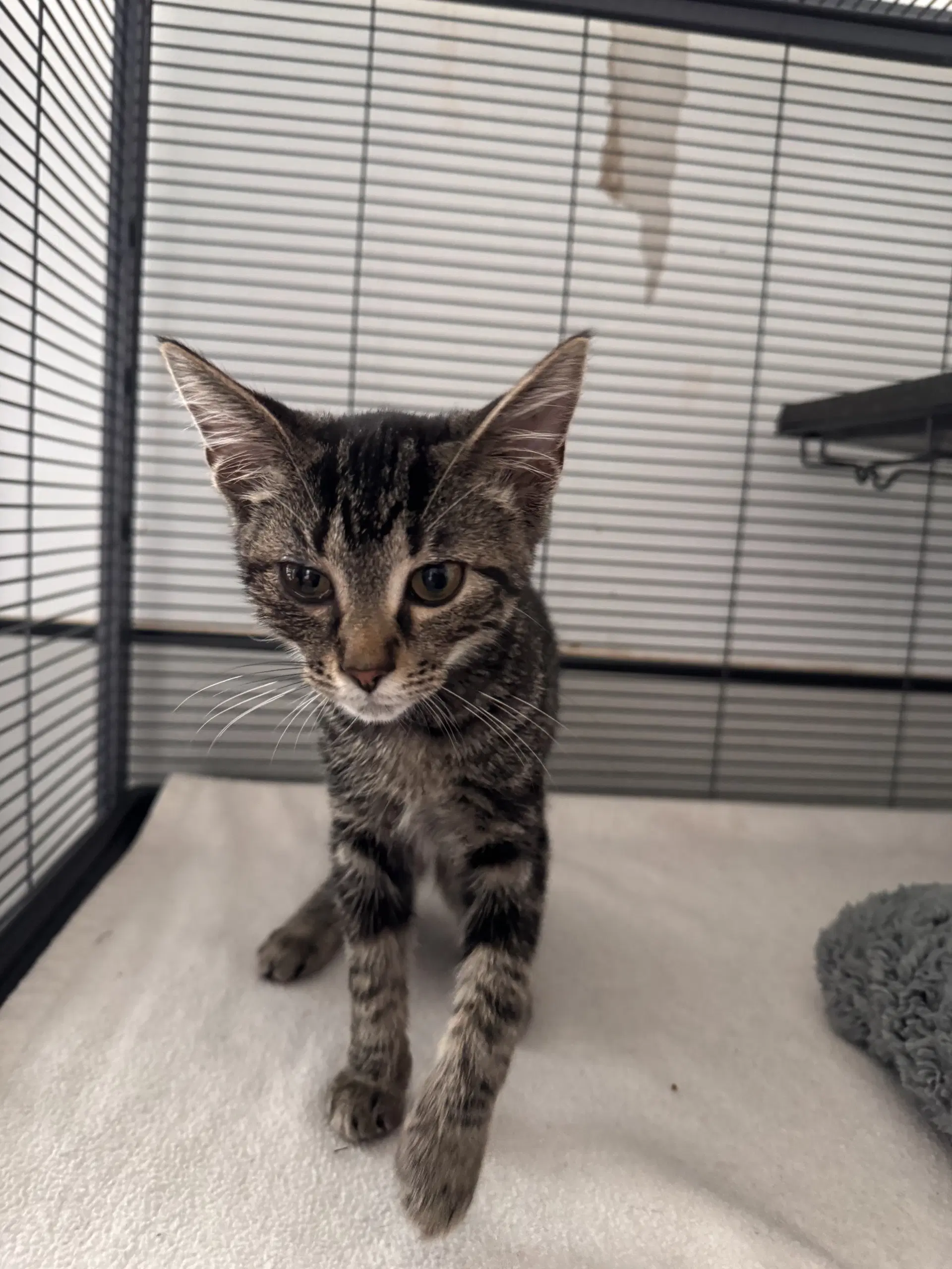 Janice - Domestic Short Hair