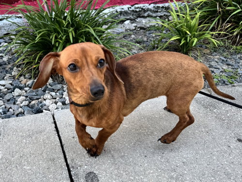 Mae Pearl  FH, an adoptable Dachshund in Sanford, FL