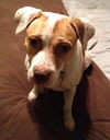 Gemma
