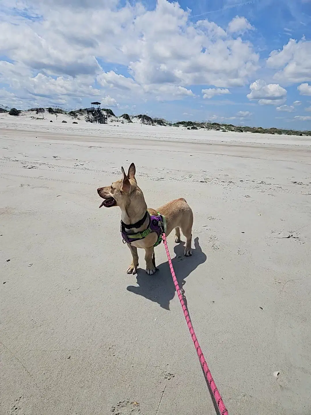 Midge Doglando Graduate image 4