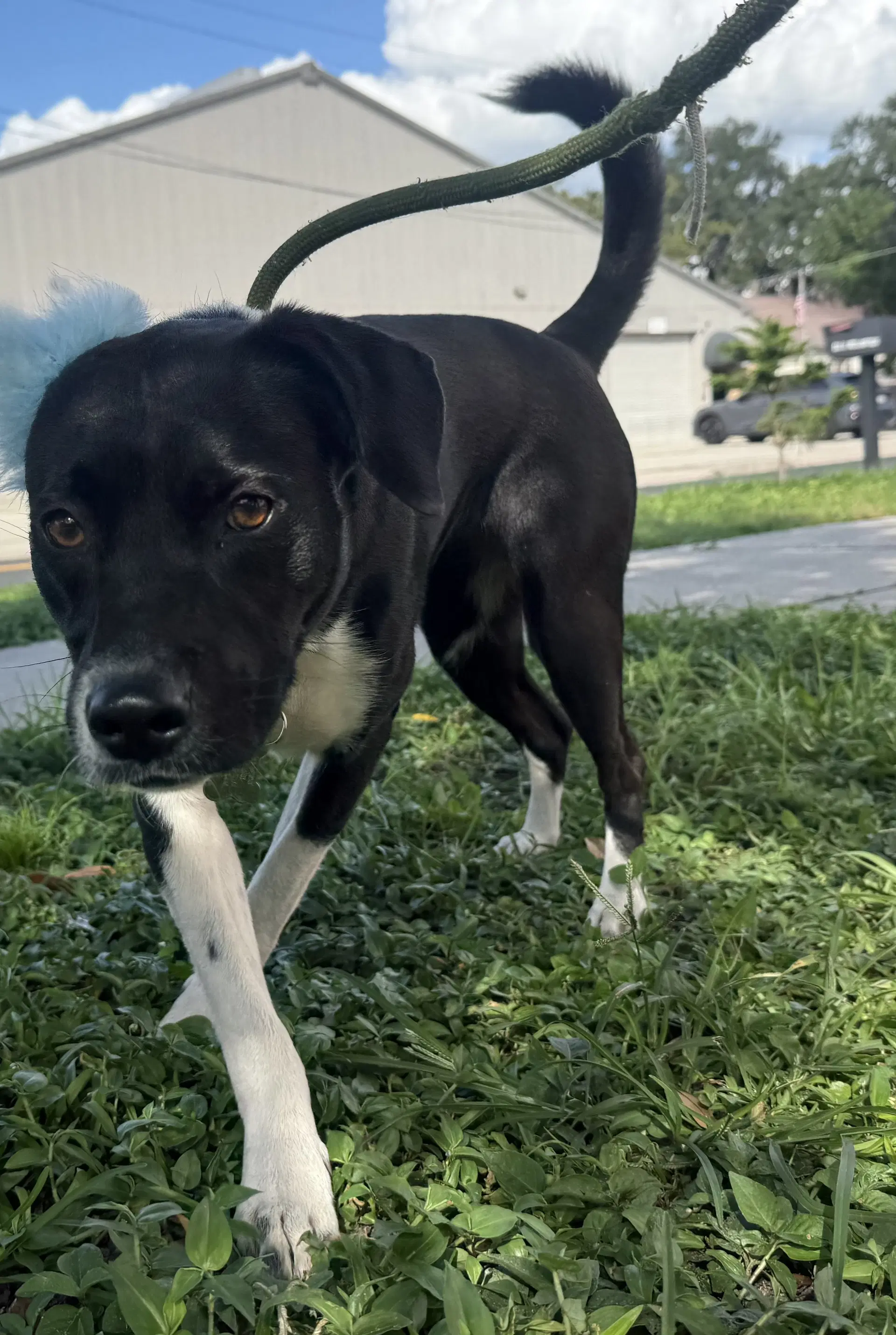 Millie -Training Camp Graduate - Border Collie