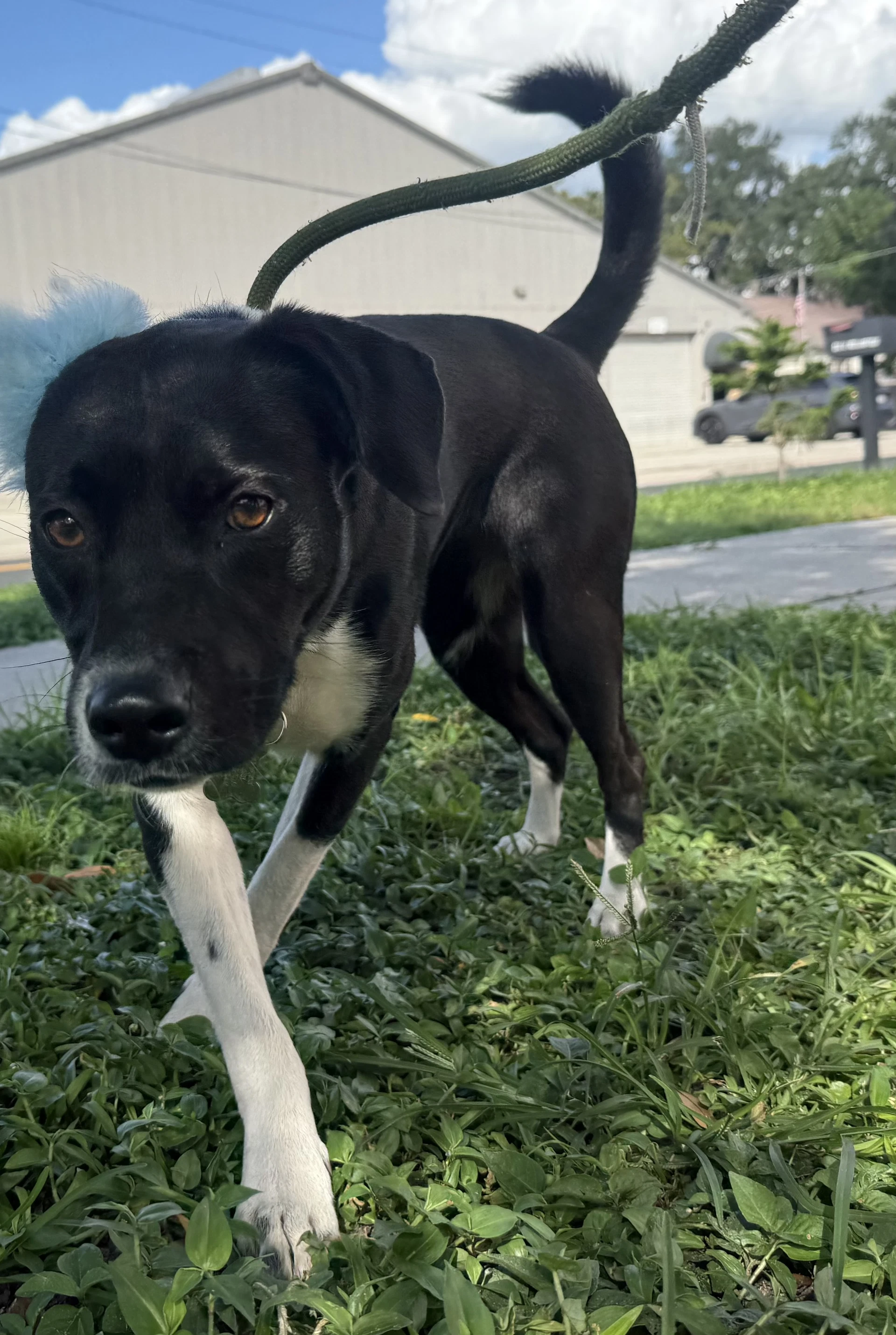 Millie -Training Camp Graduate