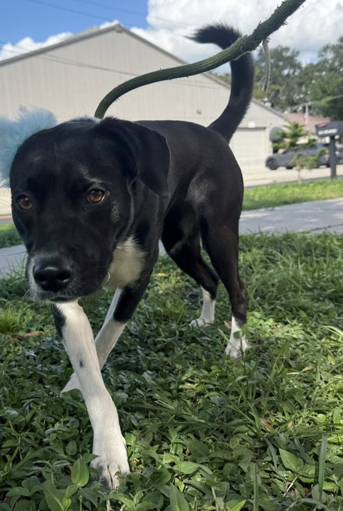 Millie -TRAINING CAMP GRADUATE, an adoptable dog