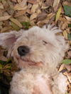 Fluffy the Maltese
