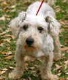 Fluffy the Maltese