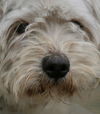Zeus the Maltese