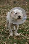 Zeus the Maltese