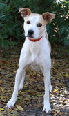 Sasha II the Foxhound