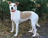 Sasha II the Foxhound