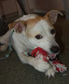 Sasha II the Foxhound