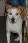Sasha II the Foxhound