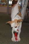 Sasha II the Foxhound