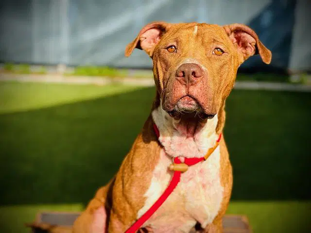 Rocco Fh image 3