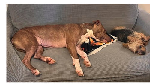 Rocco FH photo 8