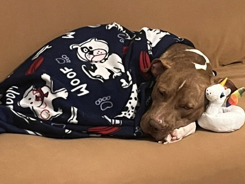 Rocco FH photo 6