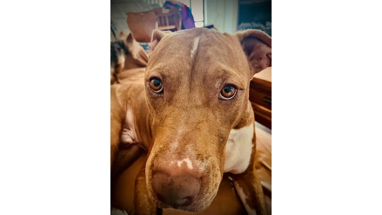 Rocco Fh image 2