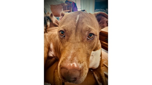Rocco FH photo 1