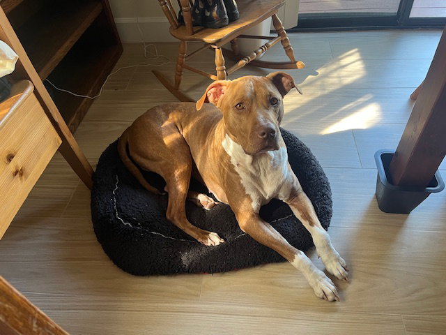 Rocco FH, photo 2