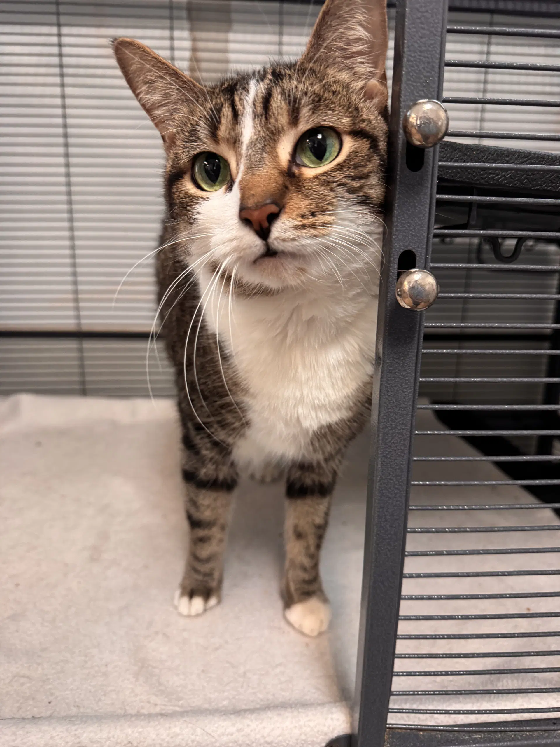 Ashley - Domestic Short Hair