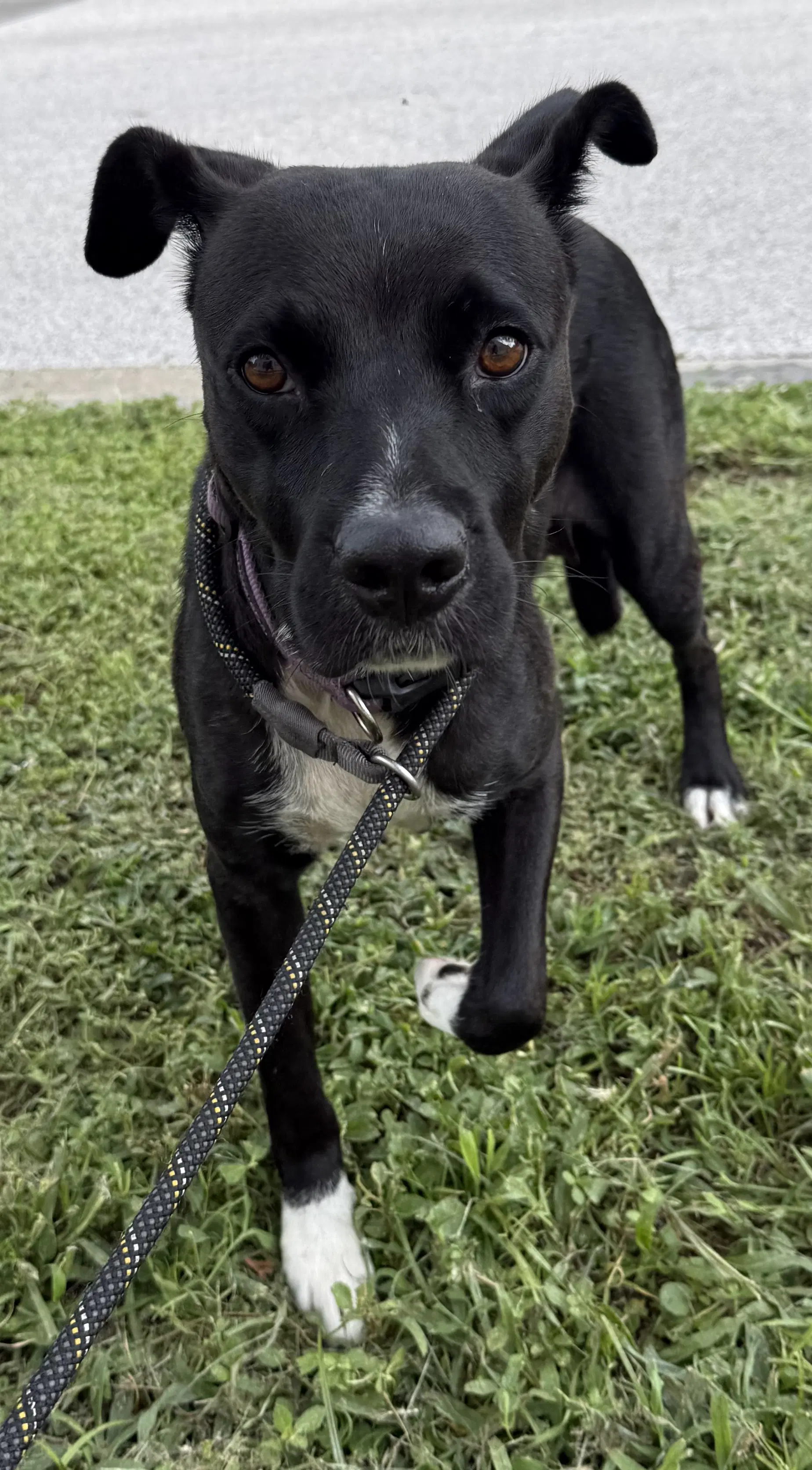 Fifa - Labrador Retriever