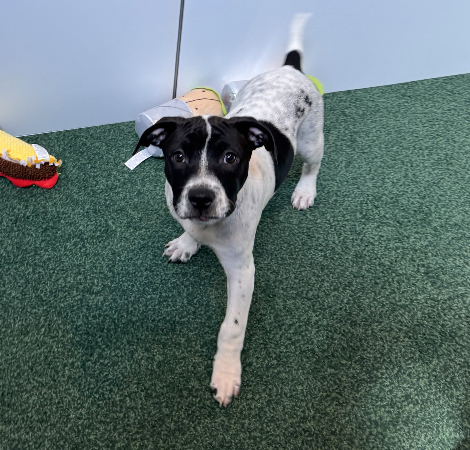 Photo of Zendejas, an adoptable pet