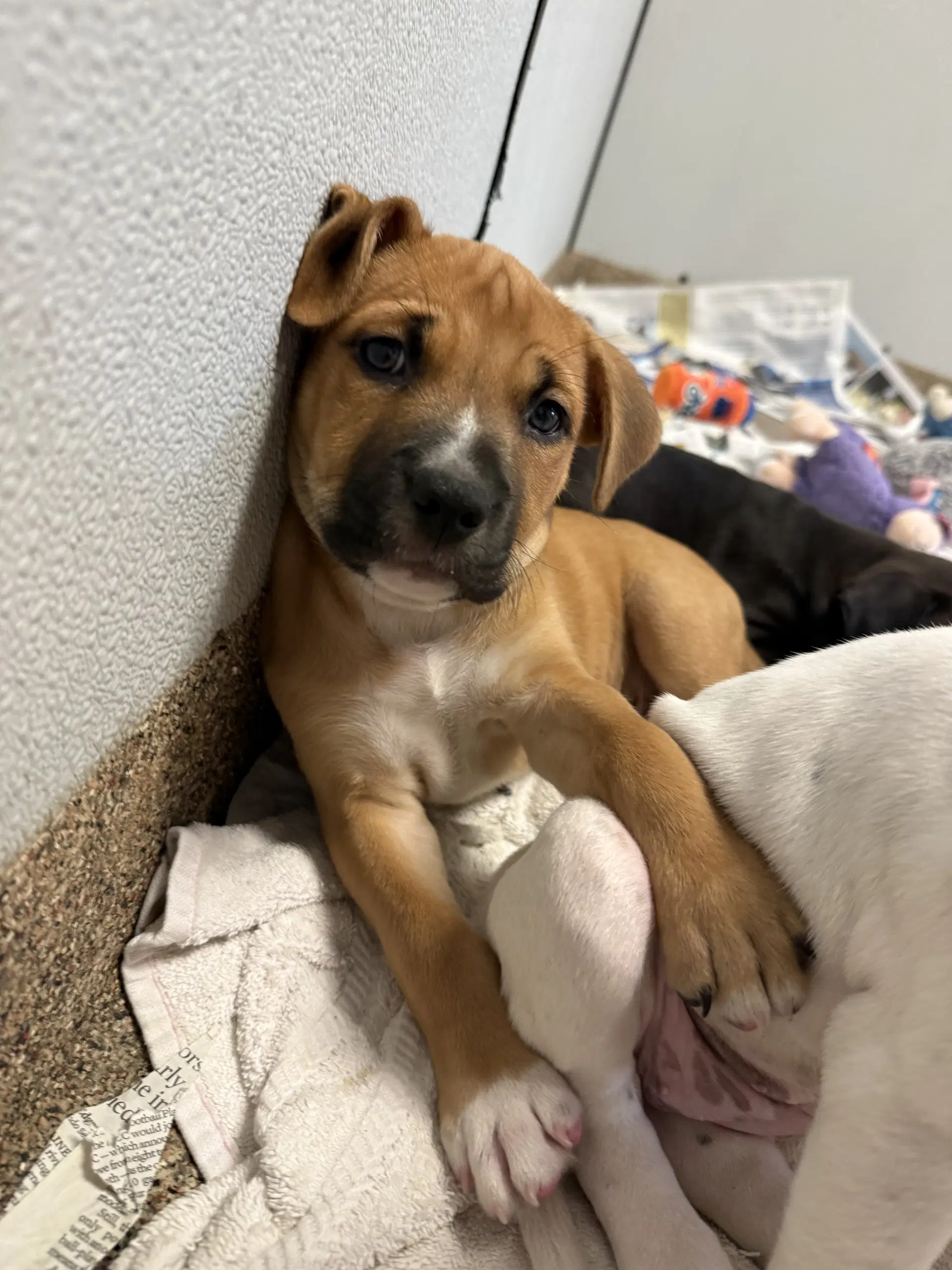 Mbappe - Labrador Retriever