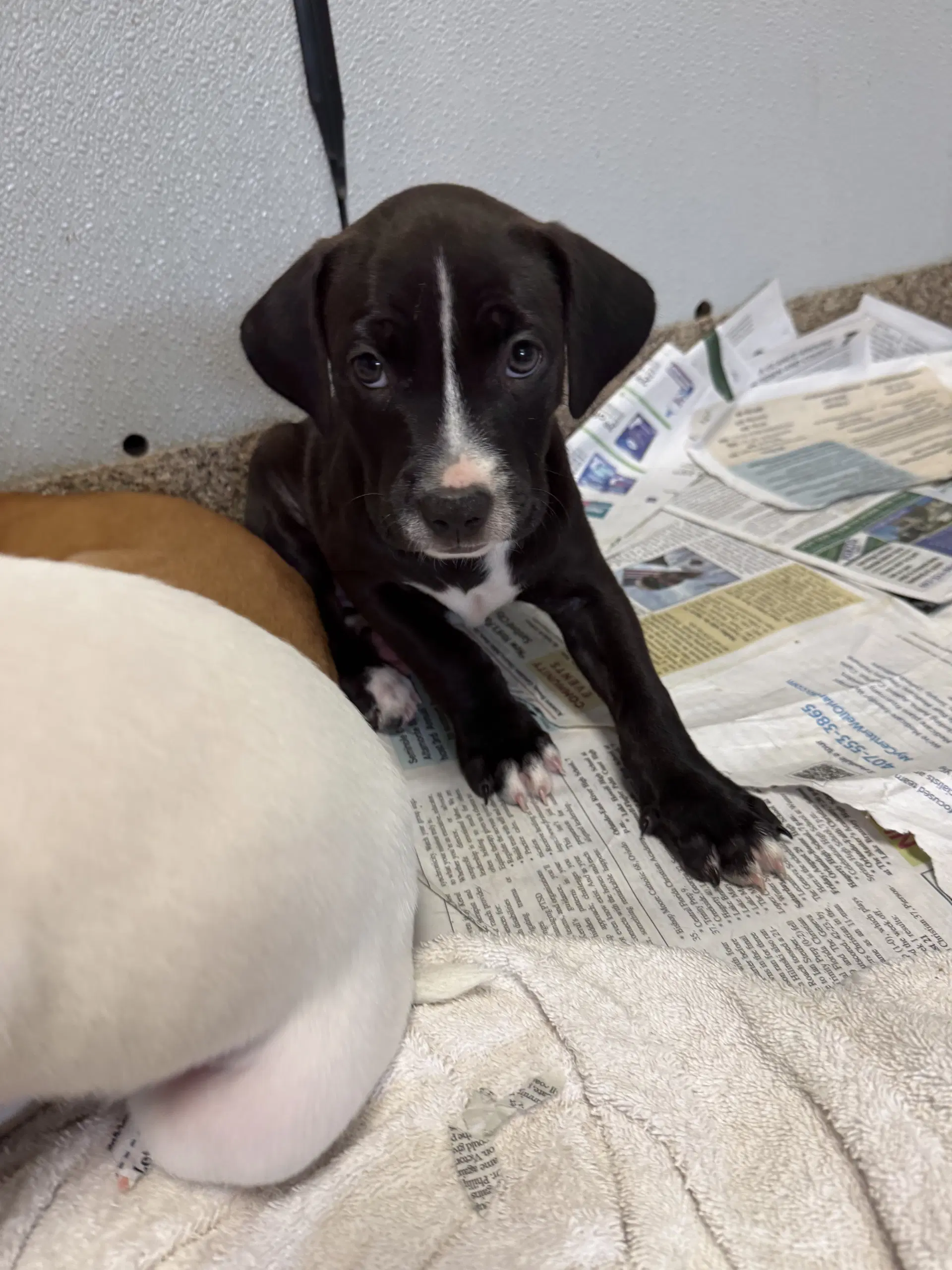 Ronaldo - Labrador Retriever